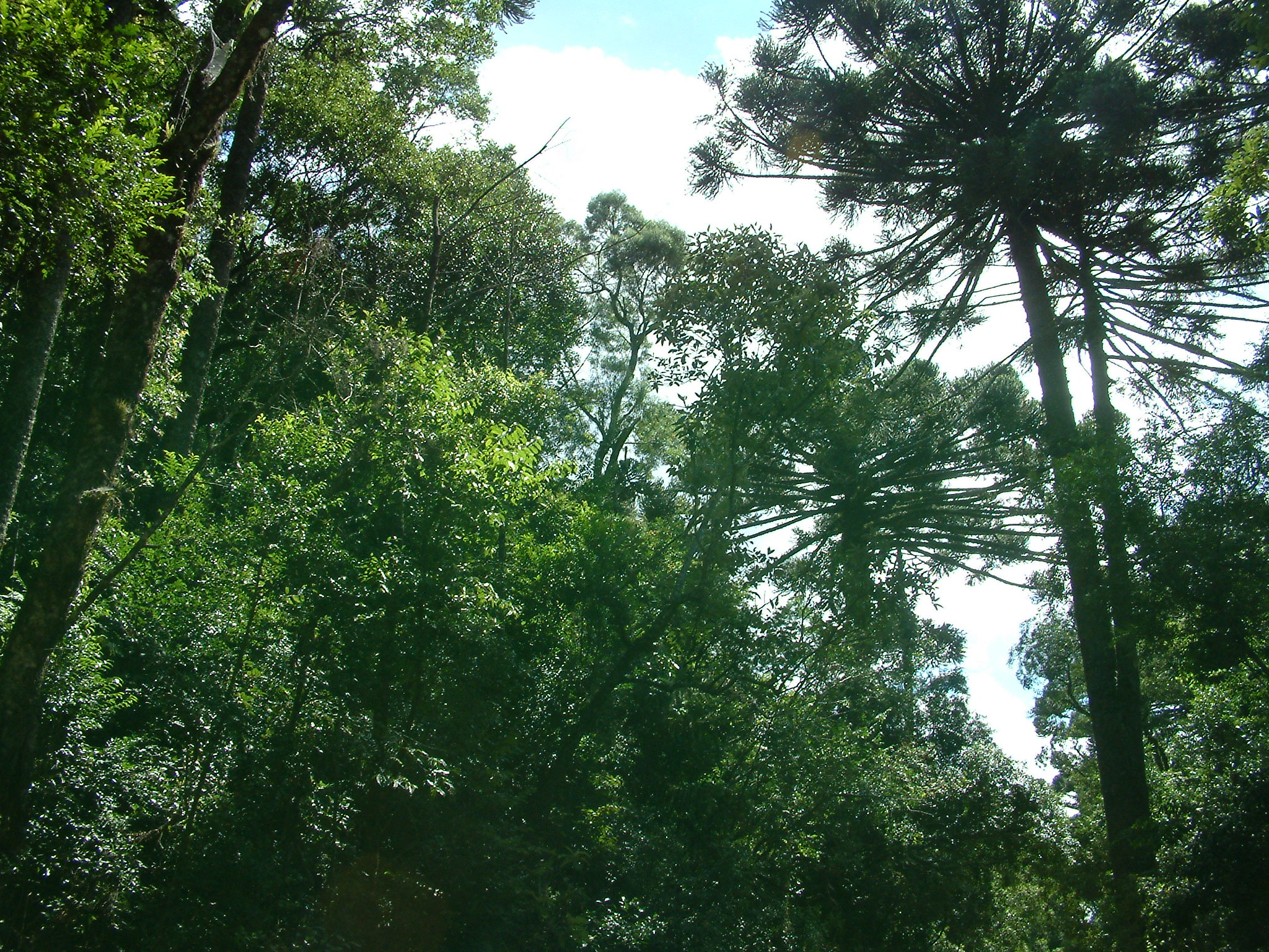 floresta