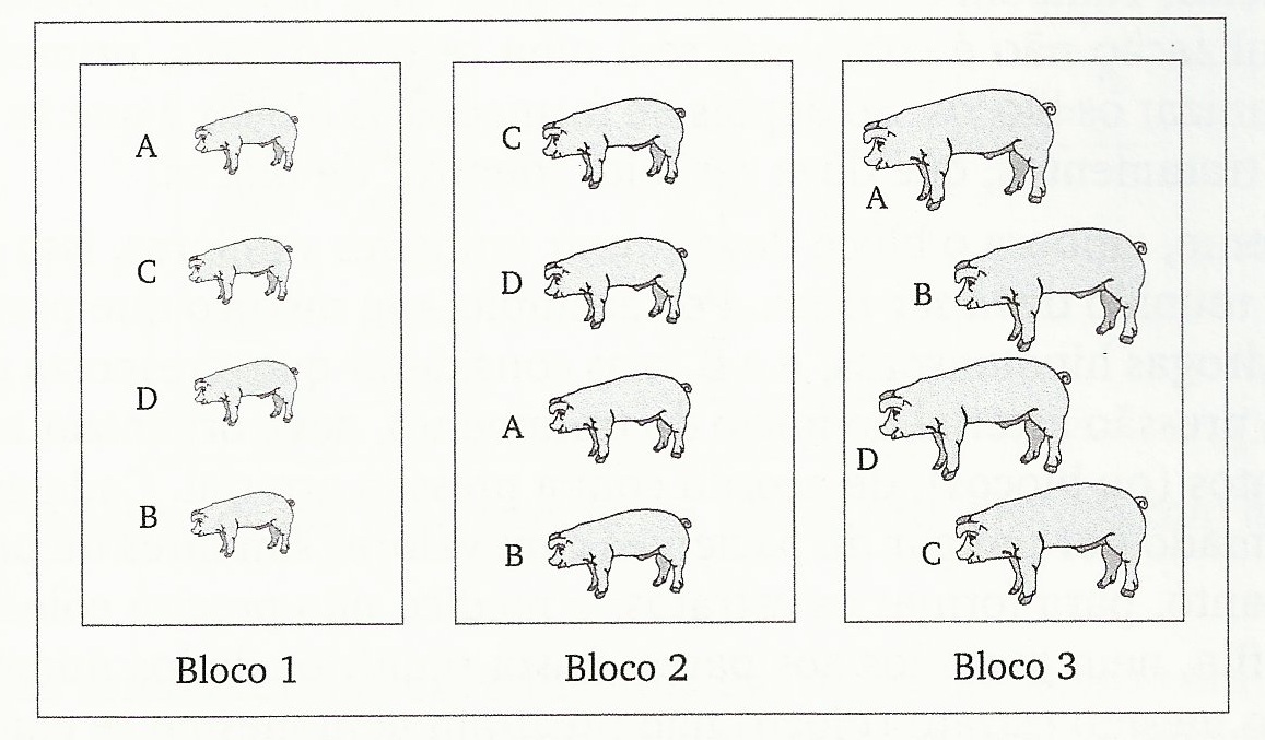 Experimentação animal blocos tratamentos